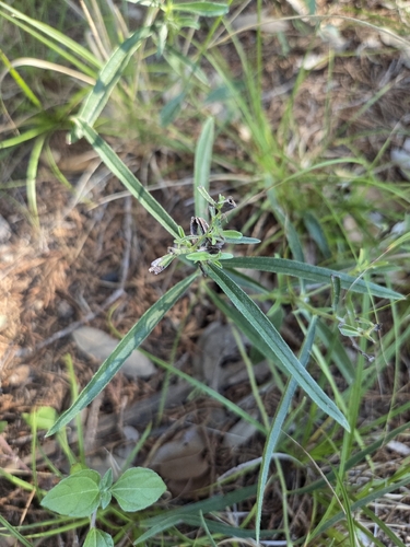 Lithospermum incisum