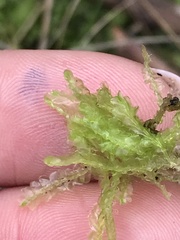 Lophocolea semiteres