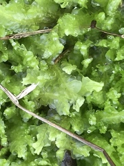 Lophocolea semiteres