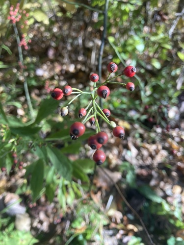 multiflora rose photograph by the iNaturalist community