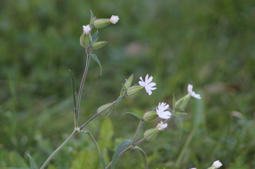white campion photograph by the iNaturalist community