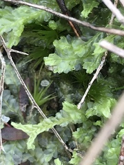 Lophocolea semiteres