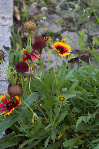 Gaillardia aristata observed 2026-10-23