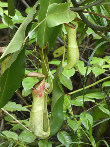 Nepenthes mirabilis observed 2026-10-18