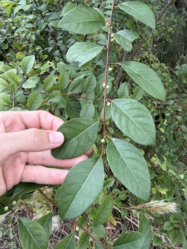 Flueggea virosa observed 2026-10-23