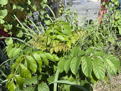 Spathodea campanulata observed 2026-10-23