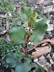 Muehlenbeckia rhyticarya