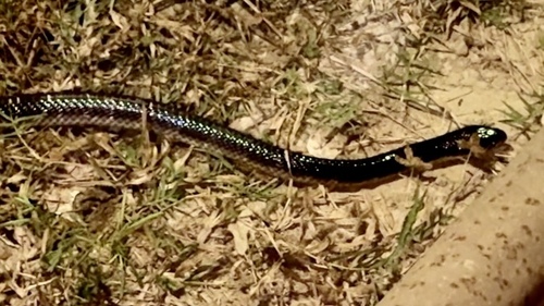 Bungarus candidus observed 2026-10-23