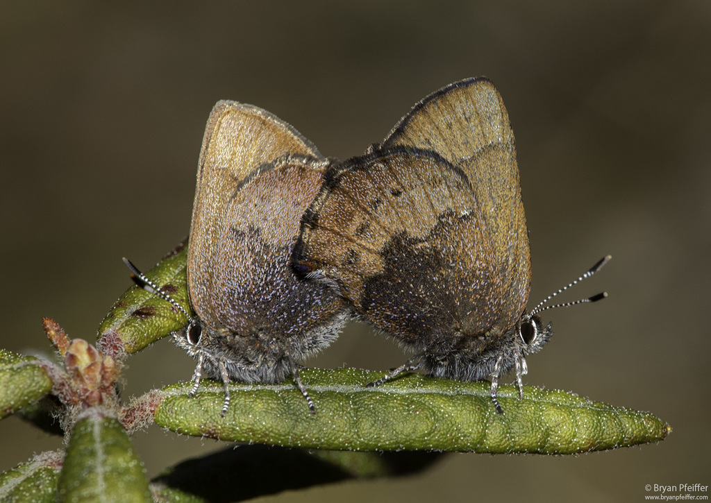 Brown Elfin
