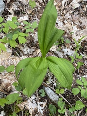 Veratrum parviflorum