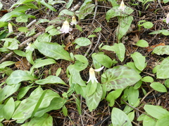 Erythronium citrinum