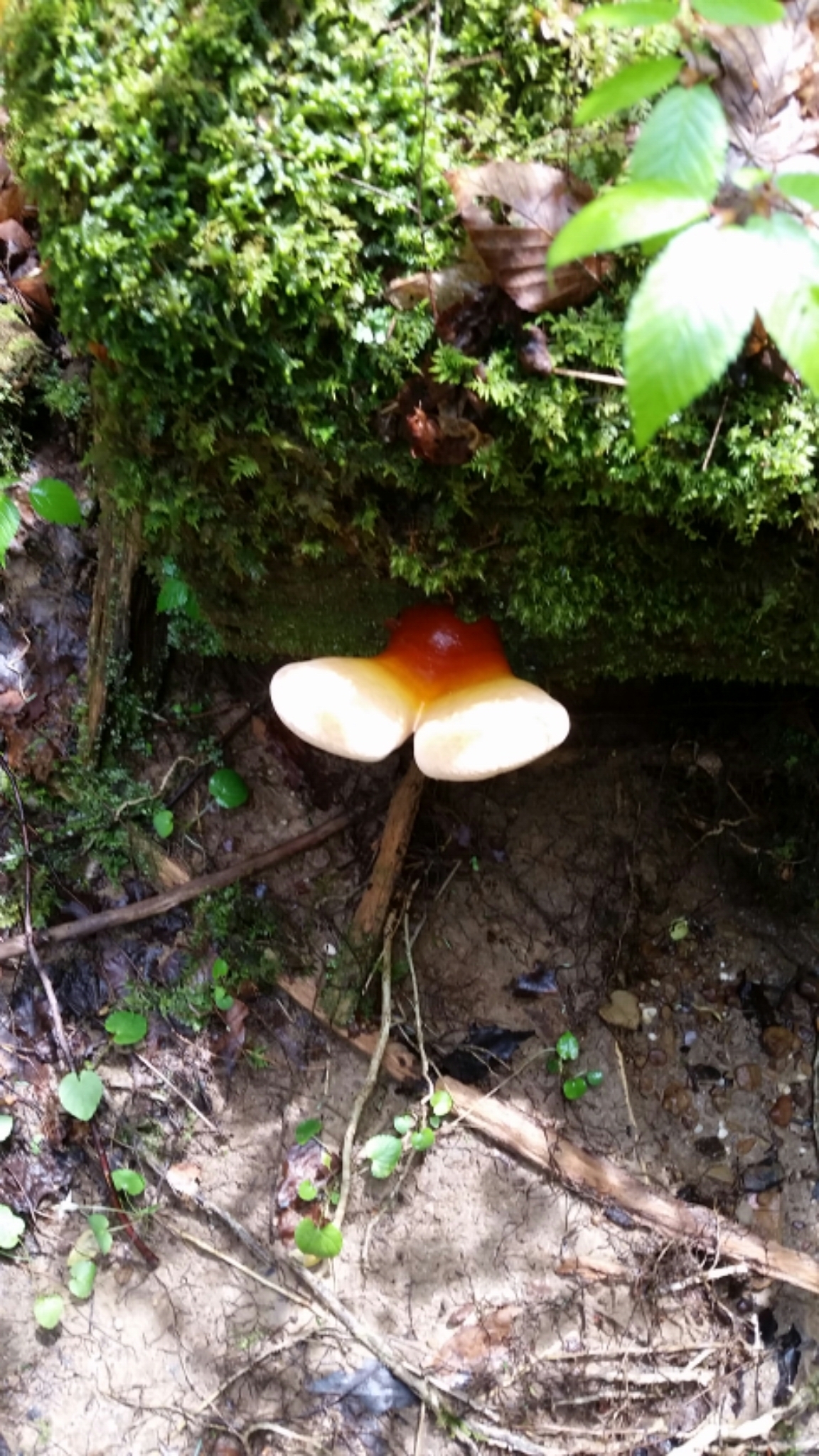 Ganoderma lucidum image