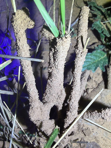 Long-jawed Desert Termites