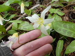 Erythronium citrinum