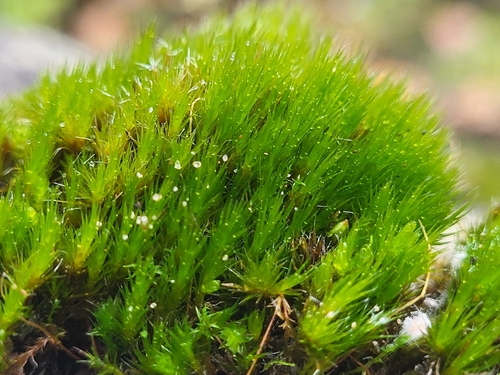 Campylopus introflexus observed 2026-10-23