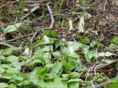 Erythronium citrinum