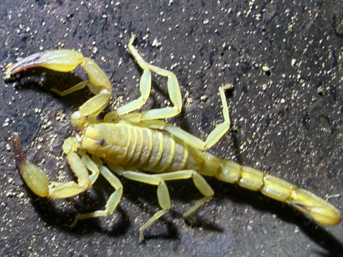 Russell's Scorpion