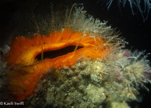 Crassadoma gigantea, 2026-10-16