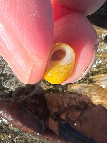 Littorina obtusata observed 2026-10-23