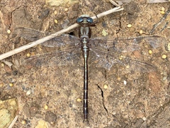 Phanogomphus lividus