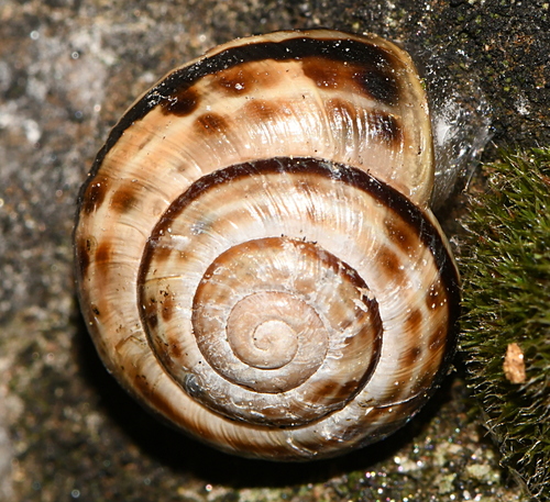 Helix sylvatica, 2026-09-11