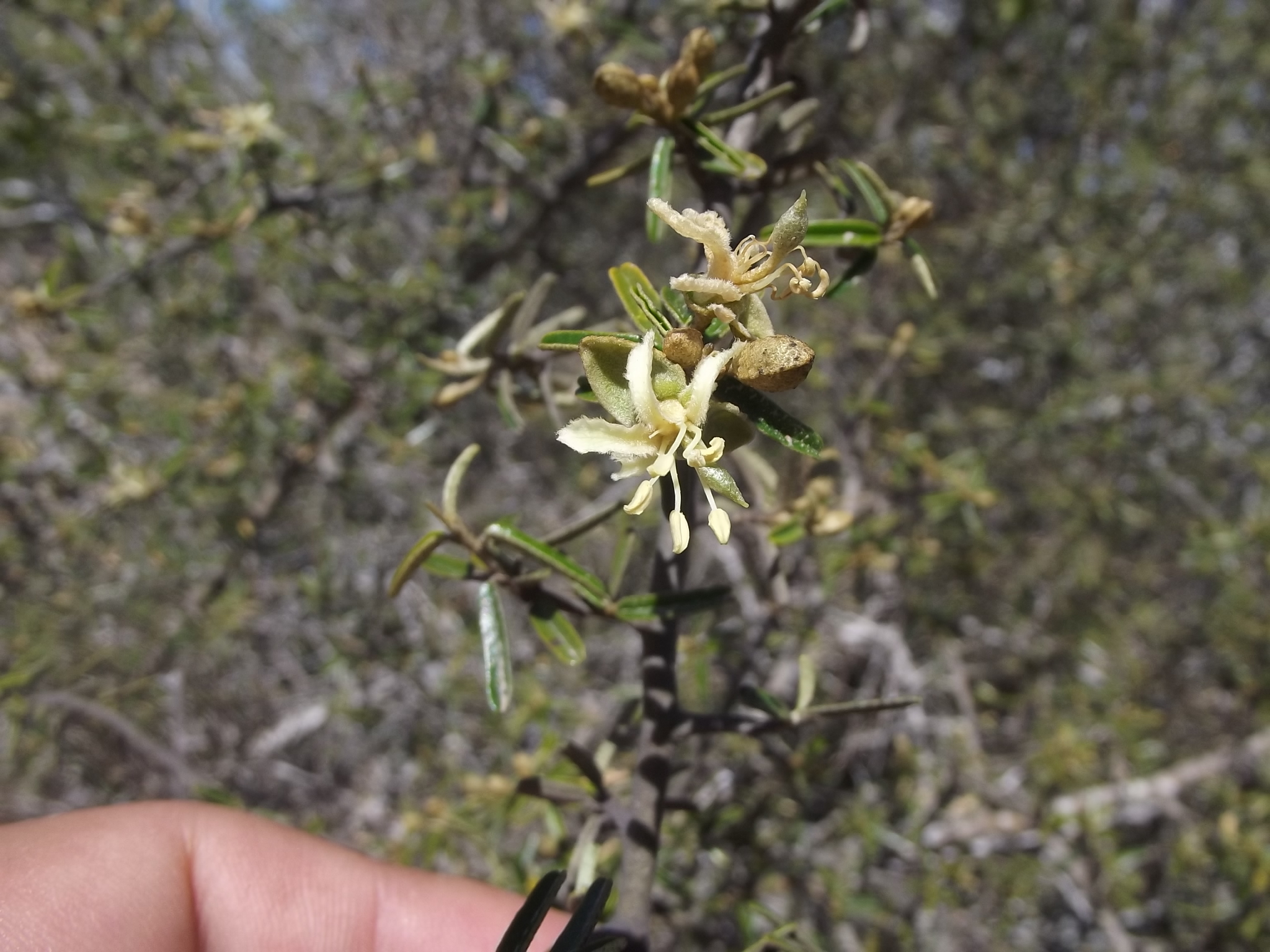 Atamisquea emarginata