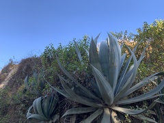Agave sisalana