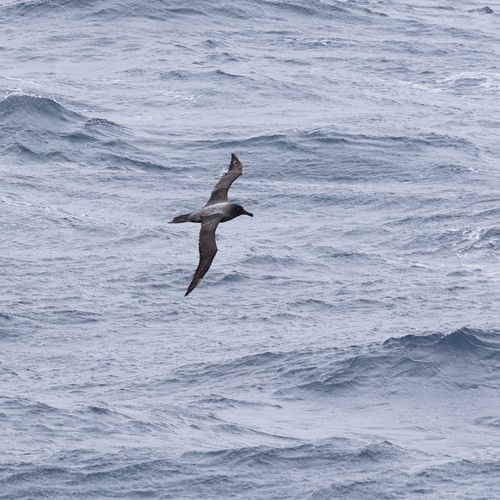 iNaturalist image