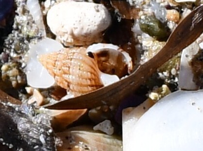Tritia incrassata observed 2026-10-18