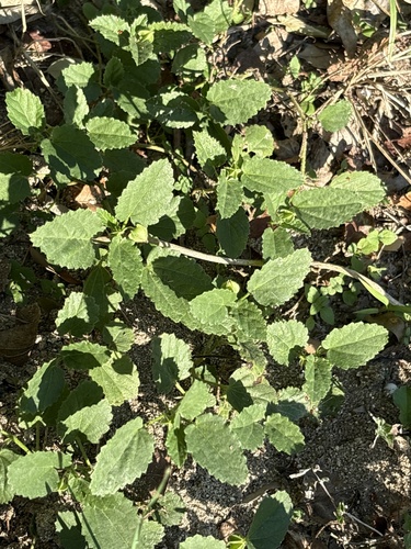 Rhynchosida physocalyx, 2026-10-23