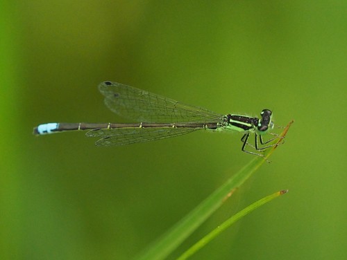 Eastern forktail