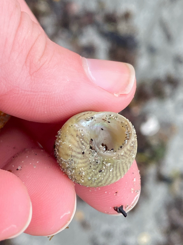 Gibbula cineraria observed 2026-10-23
