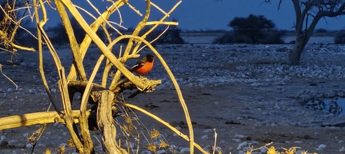 iNaturalist image