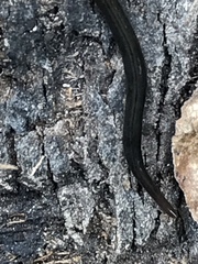 Endeavouria septemlineata