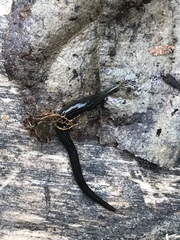 Endeavouria septemlineata