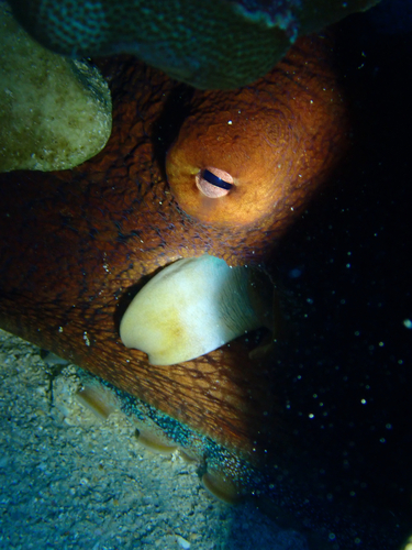 Octopus observed 2026-10-22