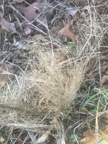 Panicum capillare observed 2026-10-23