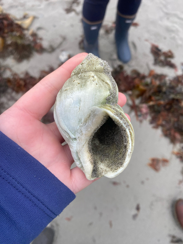Buccinum undatum observed 2026-10-23
