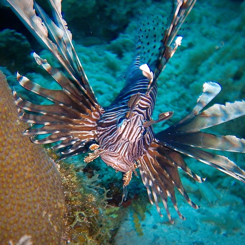 Pterois volitans observed 2026-10-23