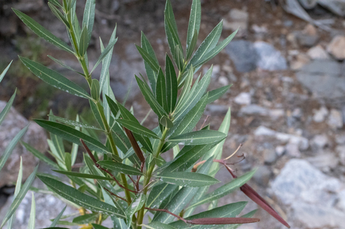oleander photograph by the iNaturalist community