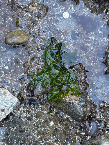 Ulva observed 2026-10-23