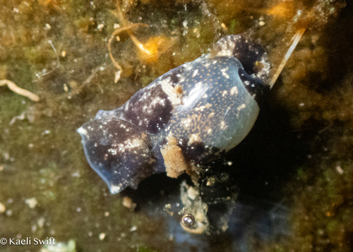 Haminoea vesicula, 2026-10-17