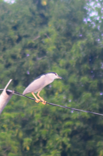 iNaturalist image