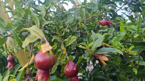 Punica granatum observed 2026-10-23