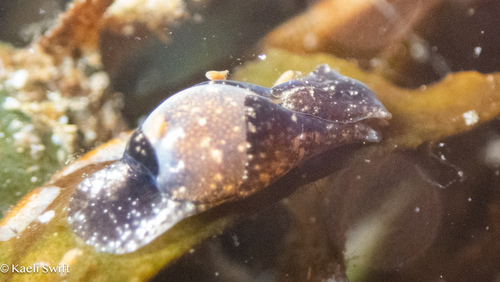 Haminoea vesicula, 2026-10-17