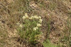 Astragalus eremiticus