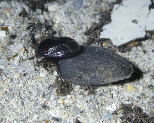 Two-lined Burrowing Bug