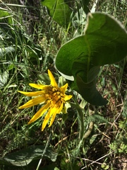 Wyethia helenioides