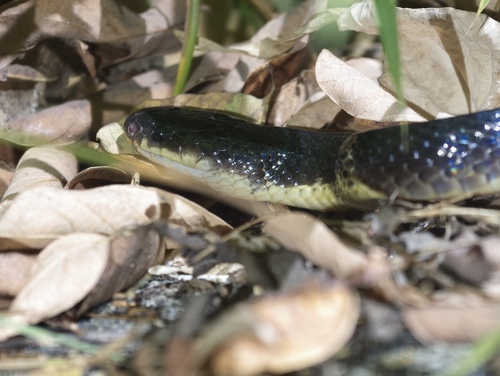 Bungarus candidus observed 2026-10-23