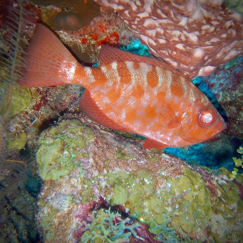 Heteropriacanthus cruentatus observed 2026-10-23